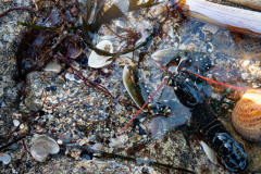 Homard juvénile, Labre