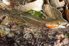 Porte-Ecuelle de Candolle