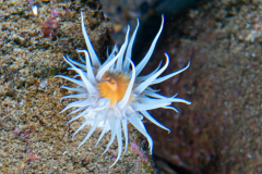 Anémone Margueritte