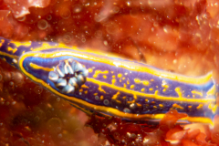 Doris de Cantabrique