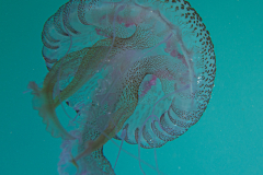 méduse Aurélie