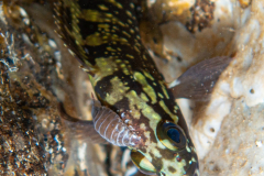 Mérou Juvénile, Anilocre