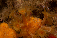 Anémone Encroûtante jaune