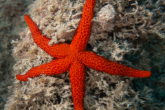Etoile de mer rouge
