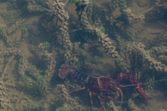 Ecrevisse de Louisiane