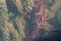 Ecrevisse de Louisiane