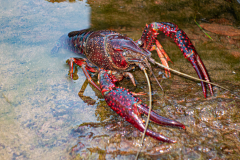 Ecrevisse de Louisiane