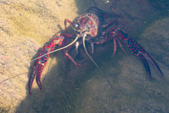 Ecrevisse de Louisiane